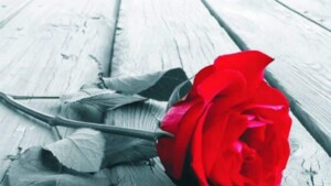 Koncerty Sally Klein O’Connor