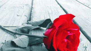 Koncerty Sally Klein O’Connor